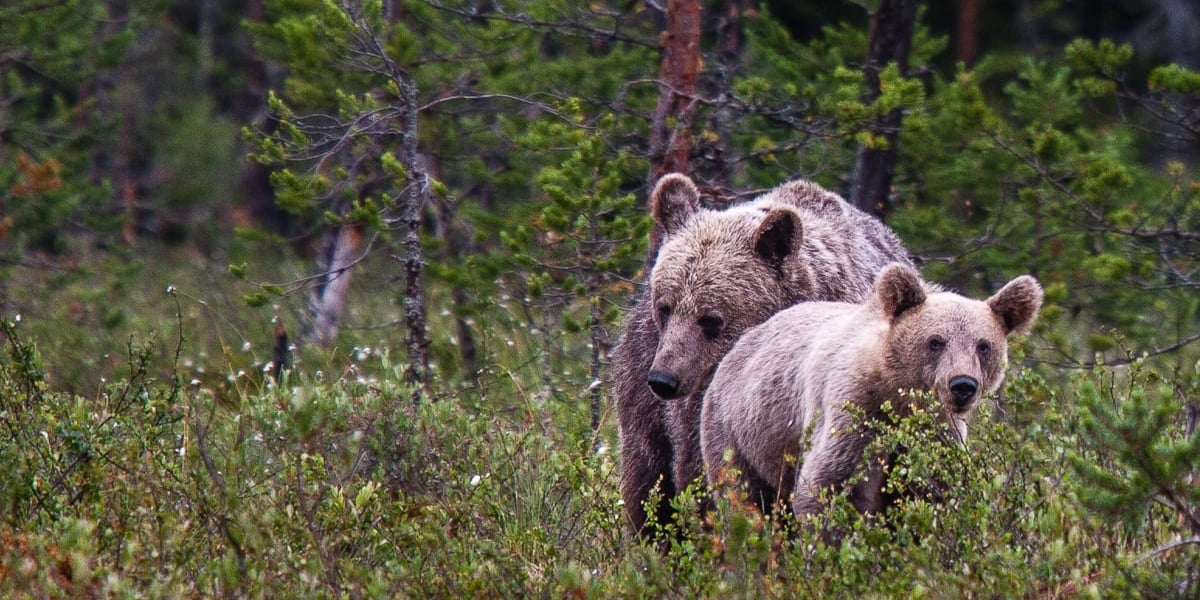 thumbnails Genetic indicators in biodiversity and nature monitoring