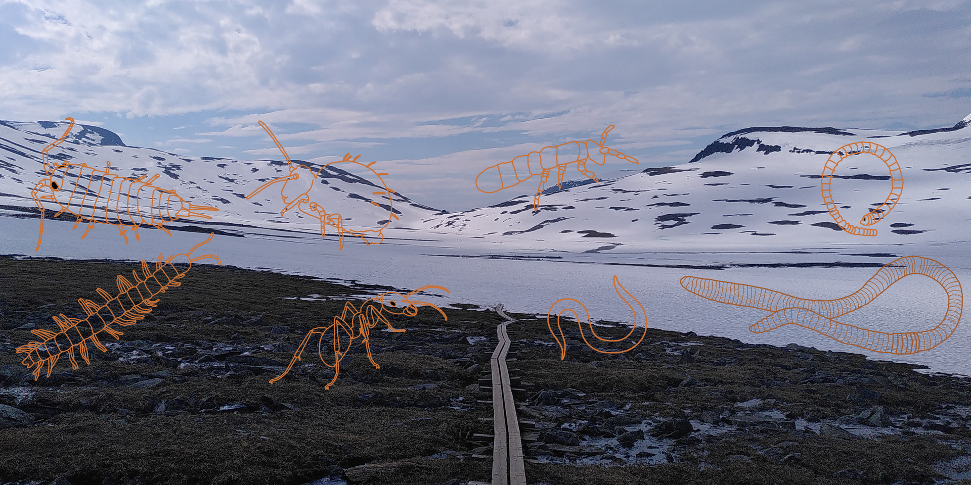 thumbnails Circum-Arctic Present and Future Ecology of the Soil Food Web